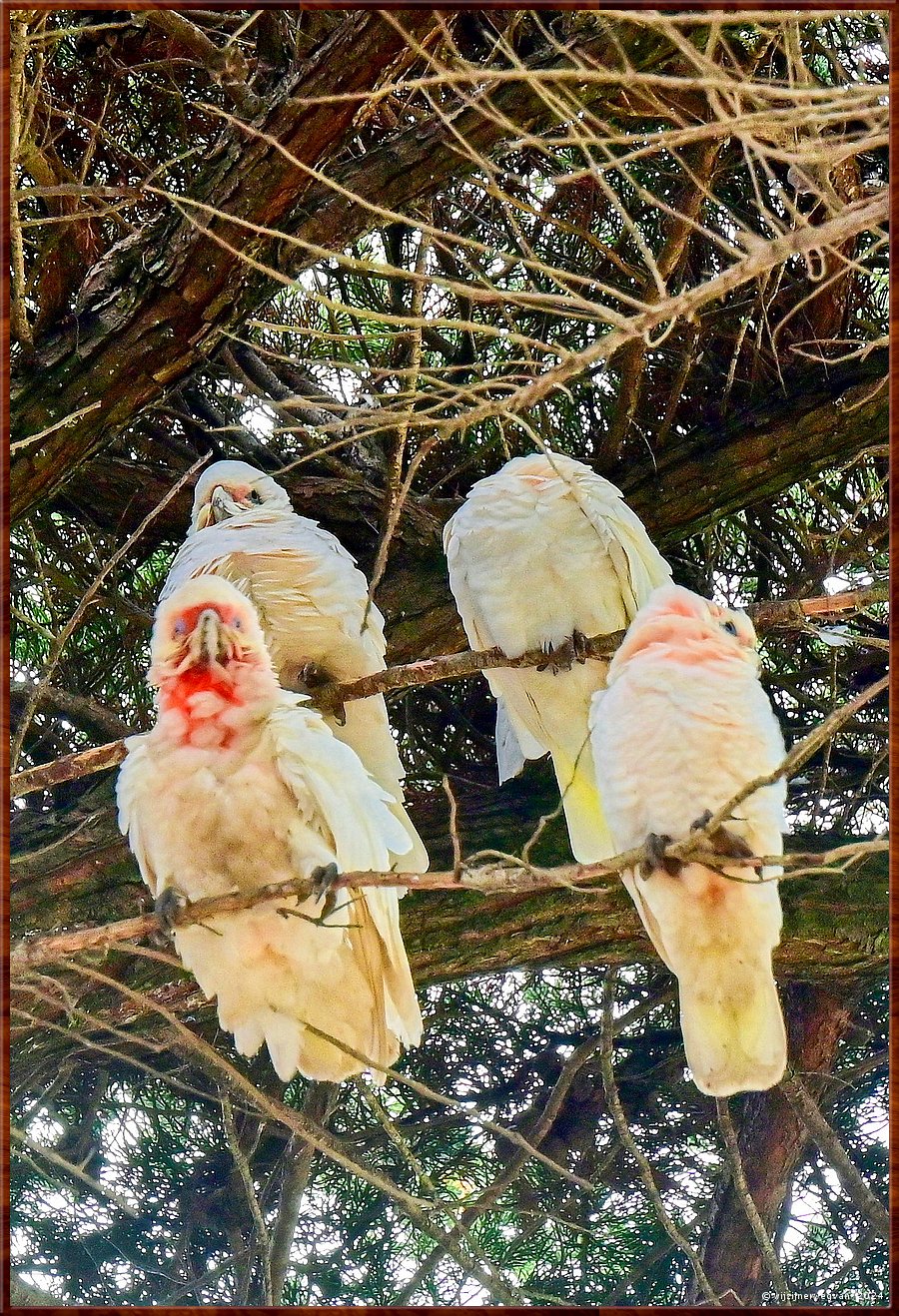 

Torquay
Taylor Park
Little Corellas  -  8/24