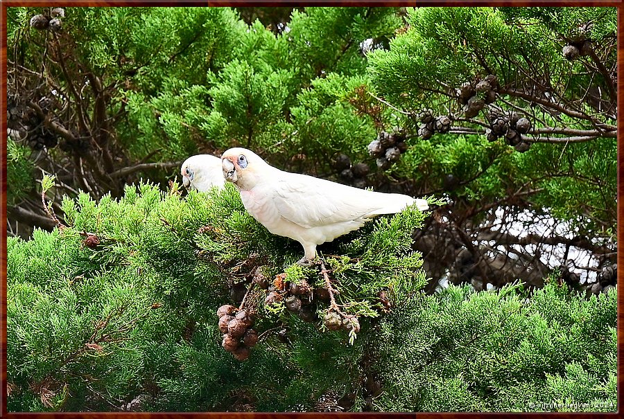 

Torquay
Taylor Park
Little Corellas  -  9/24