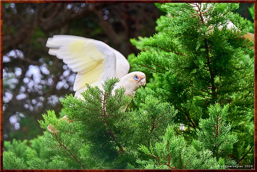 

Torquay
Taylor Park
Little Corella  -  10/24