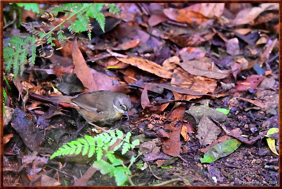 

Great Otway National Park
Erskine Falls
White-browed scrubwren (oostelijke witbrauwstruiksluiper)  -  31/56