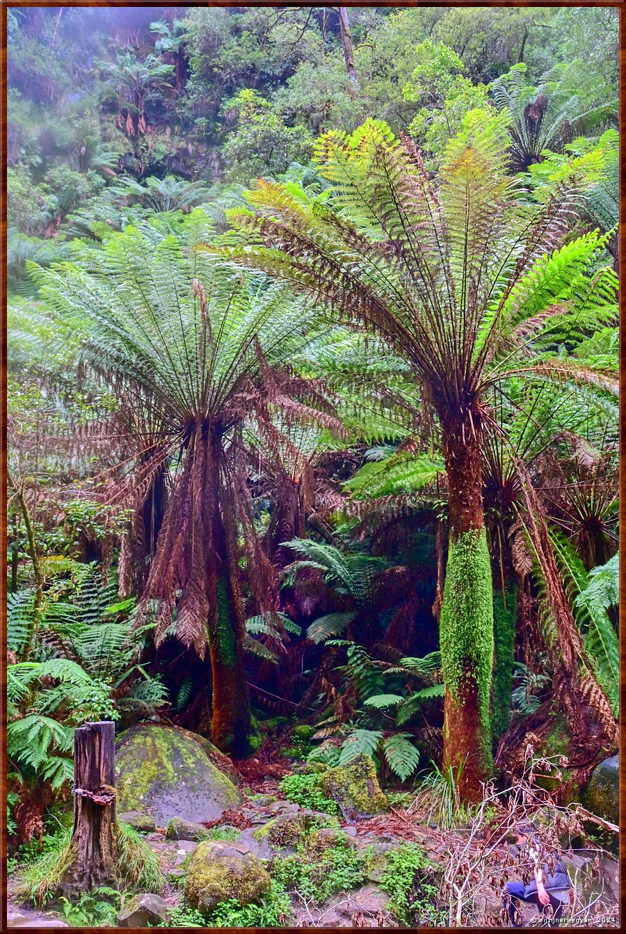 

Great Otway National Park
Erskine Falls
Varenbomen  -  35/56