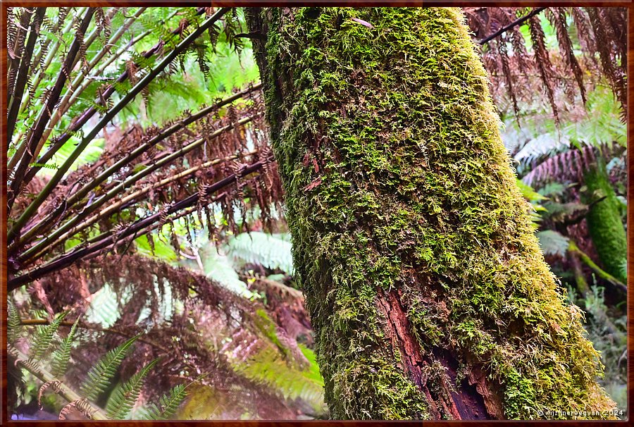 

Great Otway National Park
Erskine Falls
Varenbomen  -  37/56