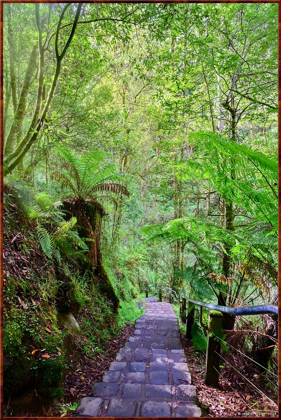 

Great Otway National Park
Erskine Falls
Ruim 200 treden leiden ons naar Lower Falls Lookout  -  38/56