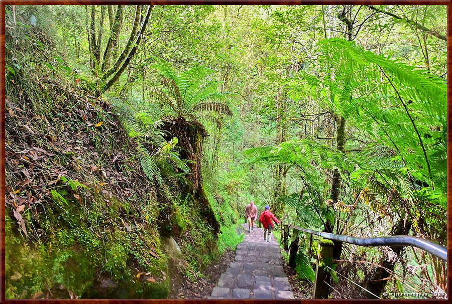 

Great Otway National Park
Erskine Falls
Treden naar Lower Falls Lookout  -  39/56