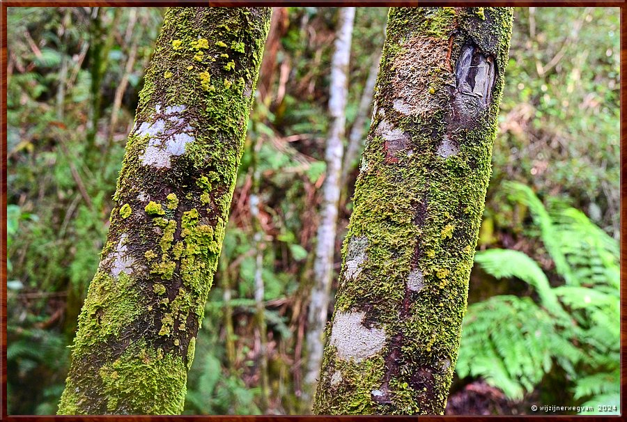 

Great Otway National Park
Erskine Falls  -  40/56