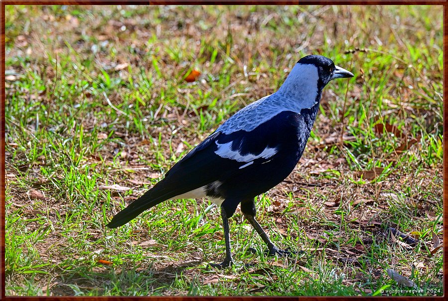 

Lorne
Saint George River Lookout
Zwartrugfluitvogel (australian magpie)  -  51/56