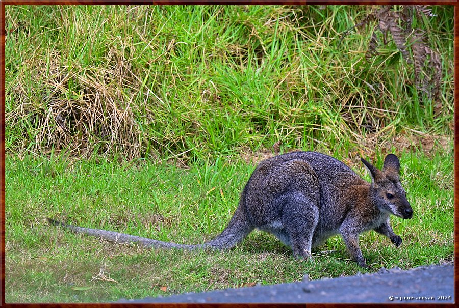 

Great Otway National Park
Separation Creek
Eastern grey kangaroo  -  5/40