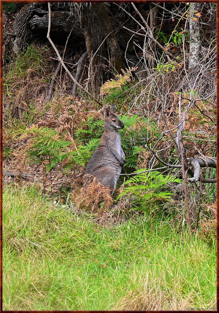 

Great Otway National Park
Separation Creek
Eastern grey kangaroo  -  6/40