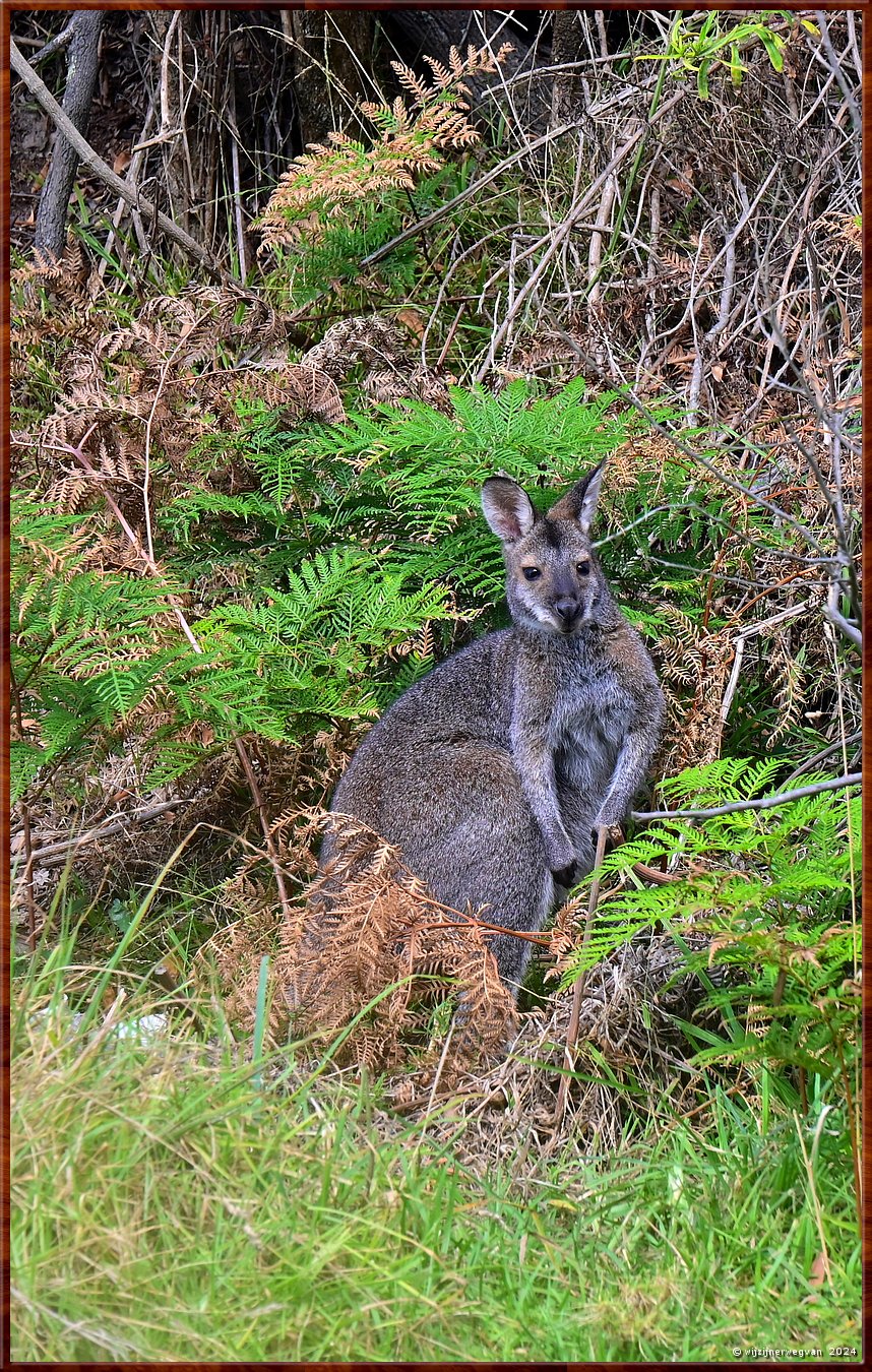 

Great Otway National Park
Separation Creek
Eastern grey kangaroo  -  7/40