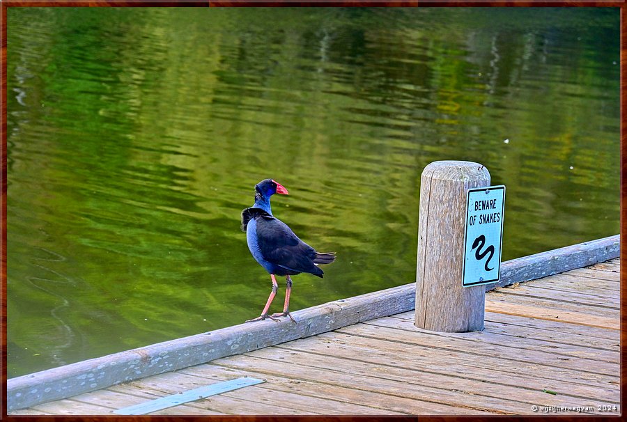 

Kennett River 
Kennet River
Purple swamphen (australische purperkoet)
Snakes ... ? Where ...  -  10/40