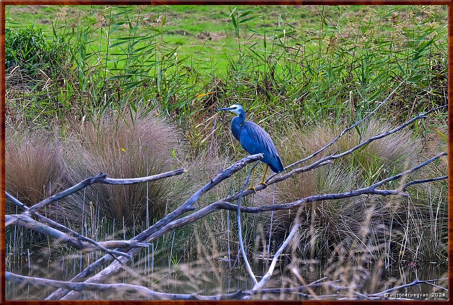 

Kennett River 
Kennet River
White-faced heron (witwangreiger)  -  12/40