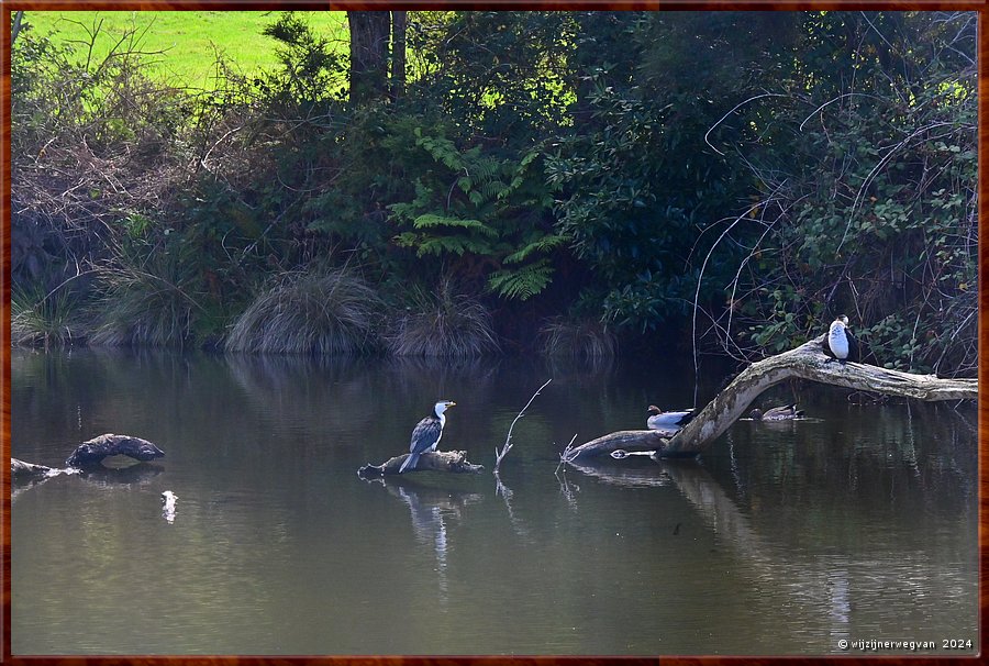 

Kennett River 
Kennet River
Kleine bonte aalscholvers (little pied cormorants) 
en manenganzen (australian wood ducks)  -  14/40