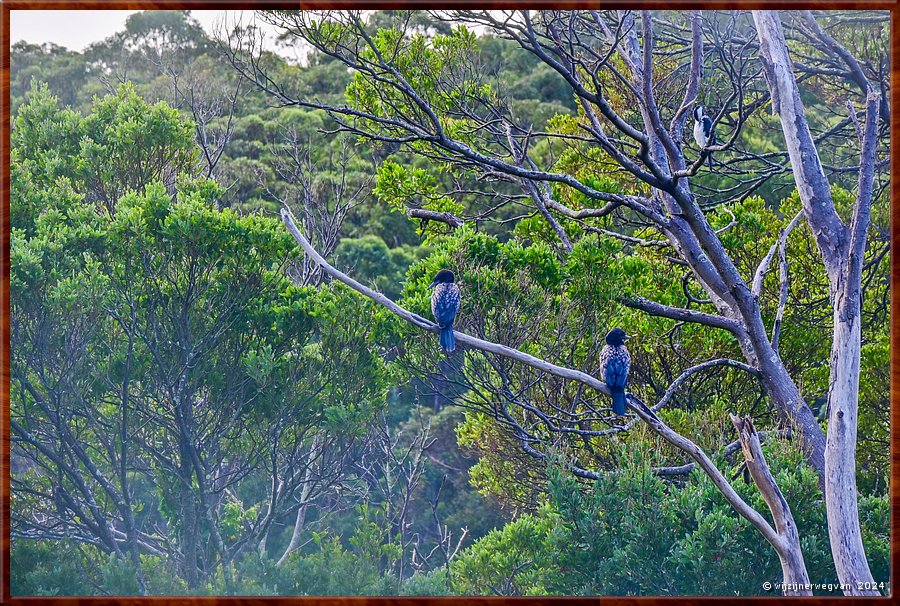 

Kennett River 
Kennet River
Zwarte aalscolvers (little black cormorants)  -  15/40