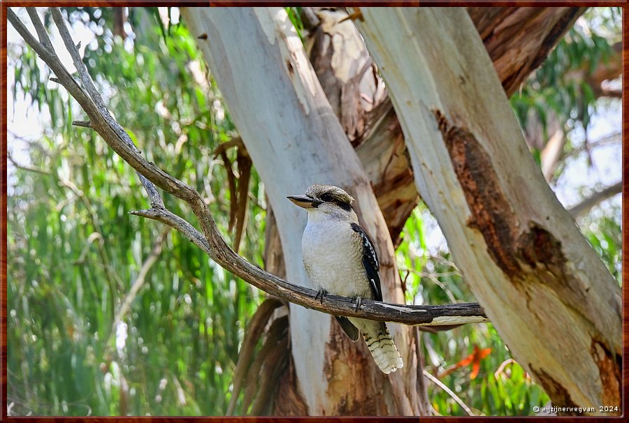 

Kennett River 
Kennet River
Kookaburra  -  17/40