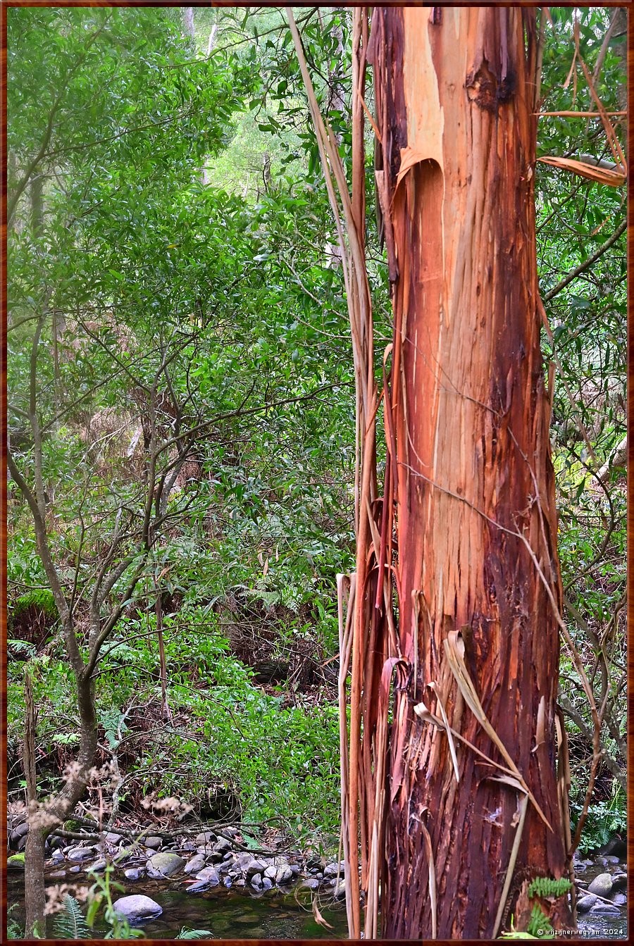 

Kennett River 
Kennett River Nature Walk
Eucalyptus  -  25/40