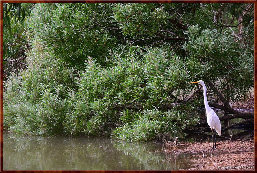 

Kennett River 
Kennet River
Grote zilverreiger (great egret)  -  26/40