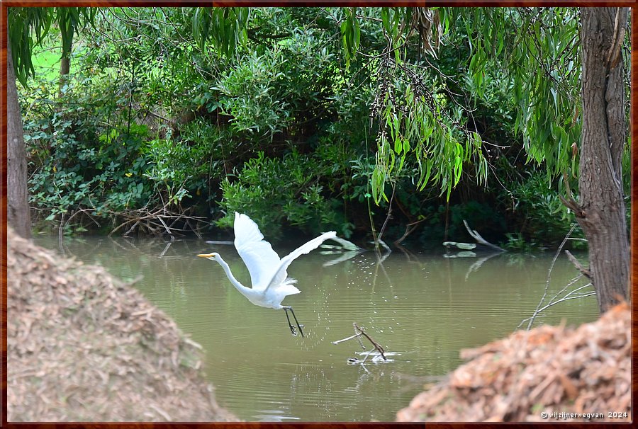 

Kennett River 
Kennet River
Grote zilverreiger (great egret)  -  27/40