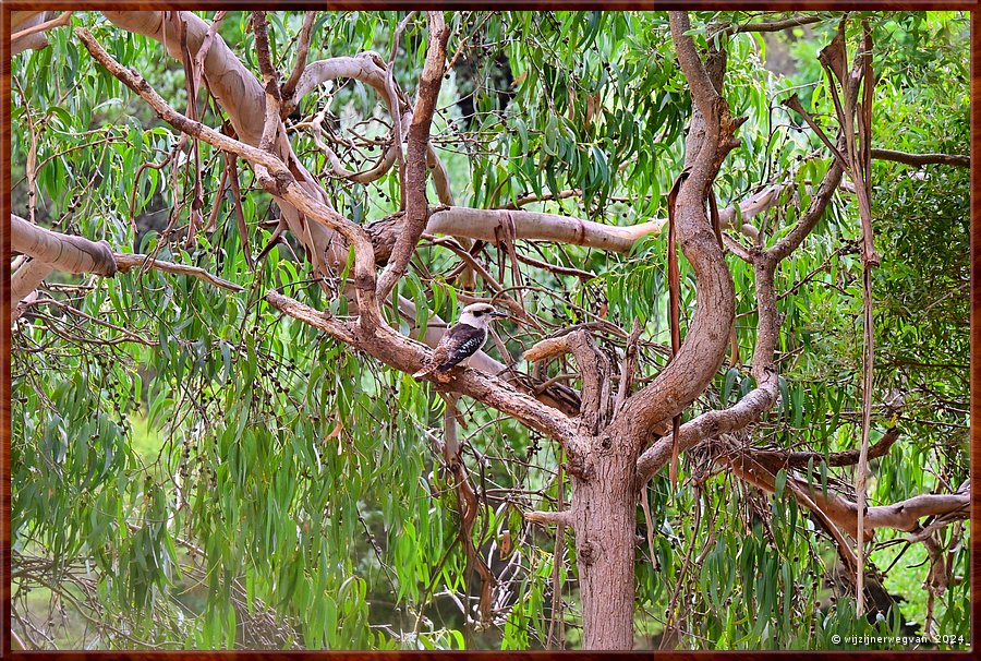 

Kennett River 
Kennet River
Kookaburra  -  28/40