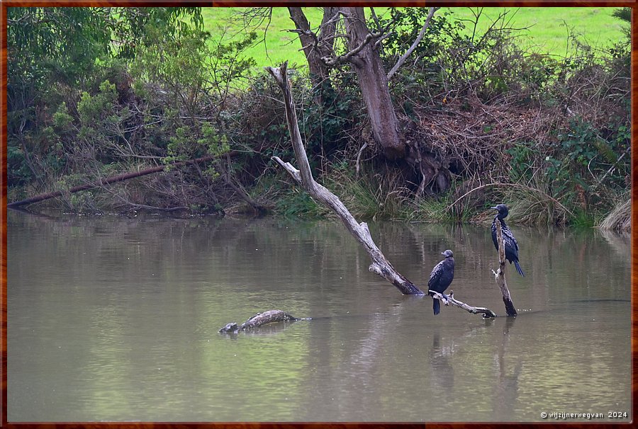 

Kennett River 
Kennet River
Zwarte aalscolvers (little black comorants)  -  29/40