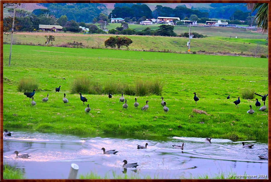 

Apollo Bay
Apollo Bay Recreation Reserve
Barham river  -  40/40