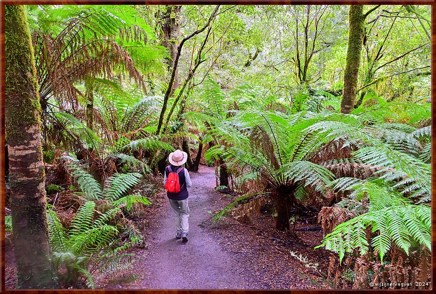 

Great Otway National Park
Maits Rest  -  7/48