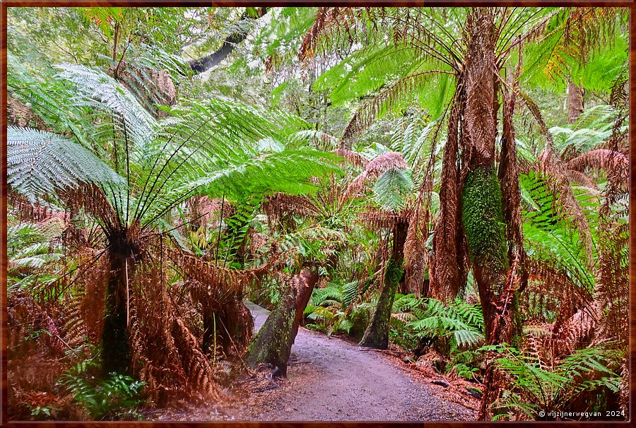 

Great Otway National Park
Maits Rest  -  8/48