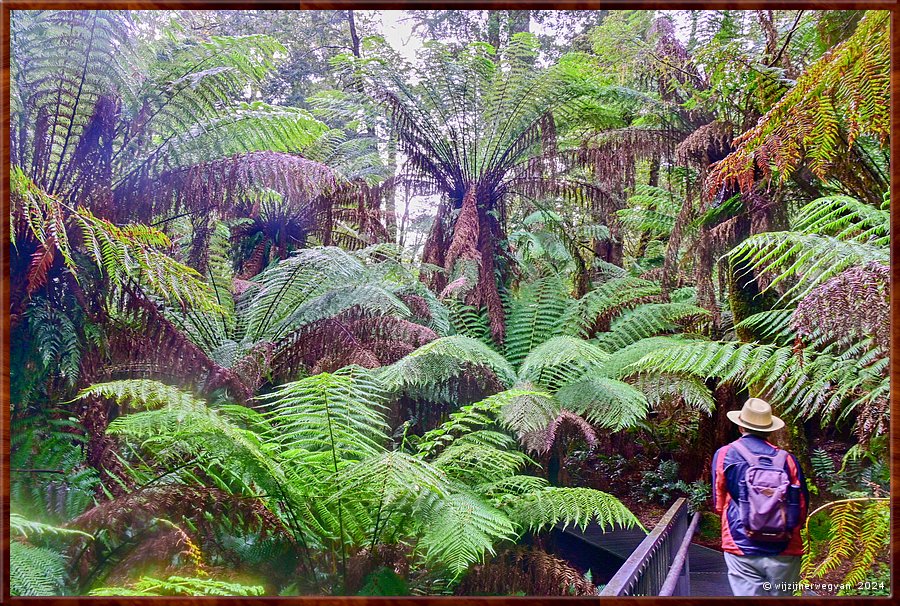 

Great Otway National Park
Maits Rest  -  10/48