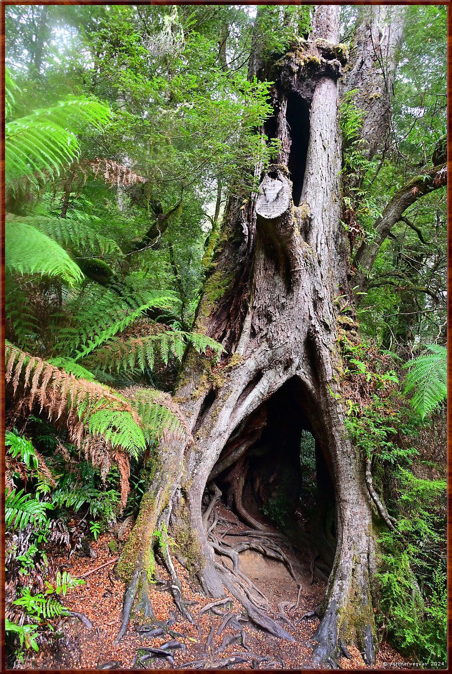 

Great Otway National Park
Maits Rest  
Deze holle boom, honderden jaren oud, 
groeide oorspronkelijk rondom een andere boom,  
die dood ging en verdween.  -  14/48