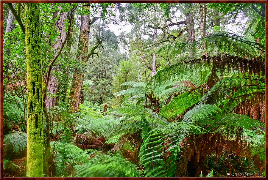 

Great Otway National Park
Maits Rest  -  16/48