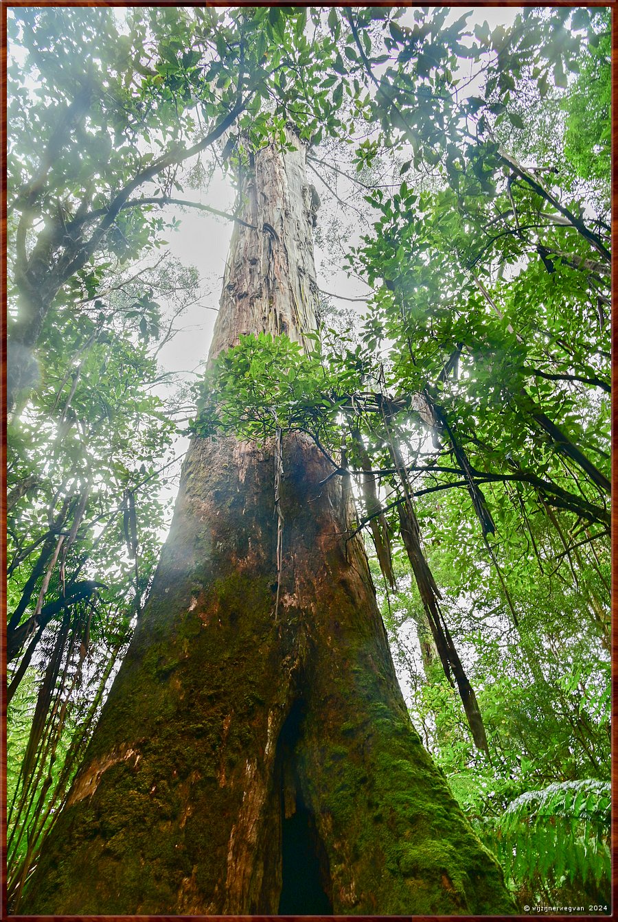 

Great Otway National Park
Maits Rest  
Mountain Ash (eucalyptus regnans)
This is the worlds tallest flowering plant. This giant Mountain Ash tree 
is over 200 years old and can grow 100 metres tall; straight up!  -  17/48