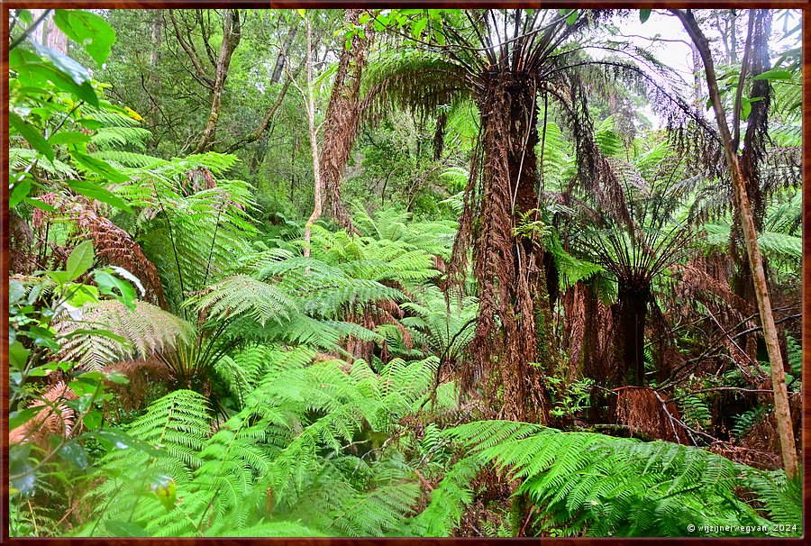 

Great Otway National Park
Maits Rest  -  19/48