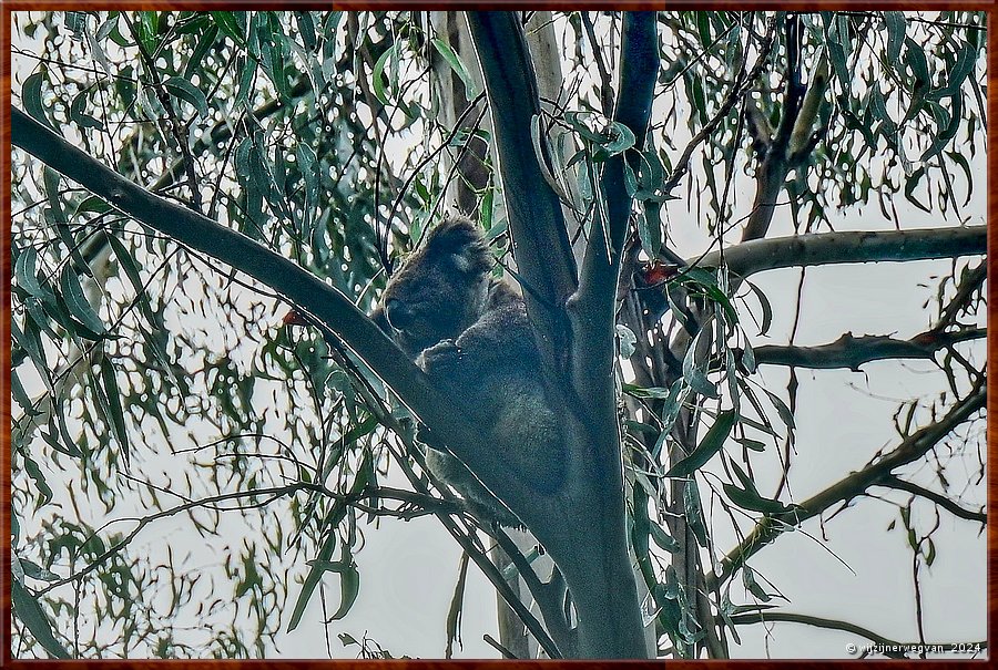 

Great Otway National Park
Maits Rest  
Koala!  -  25/48