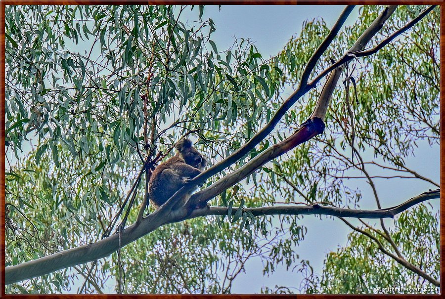 

Great Otway National Park
Maits Rest  
Koala!  -  26/48