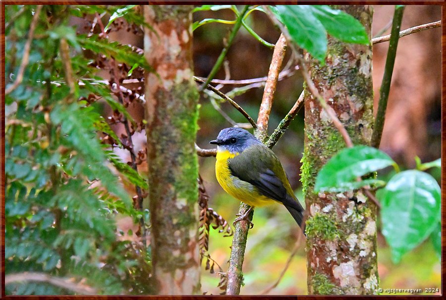 

Great Otway National Park 
Melba Gully
Eastern yellow robin (groenstuitvliegenvanger)  -  27/48