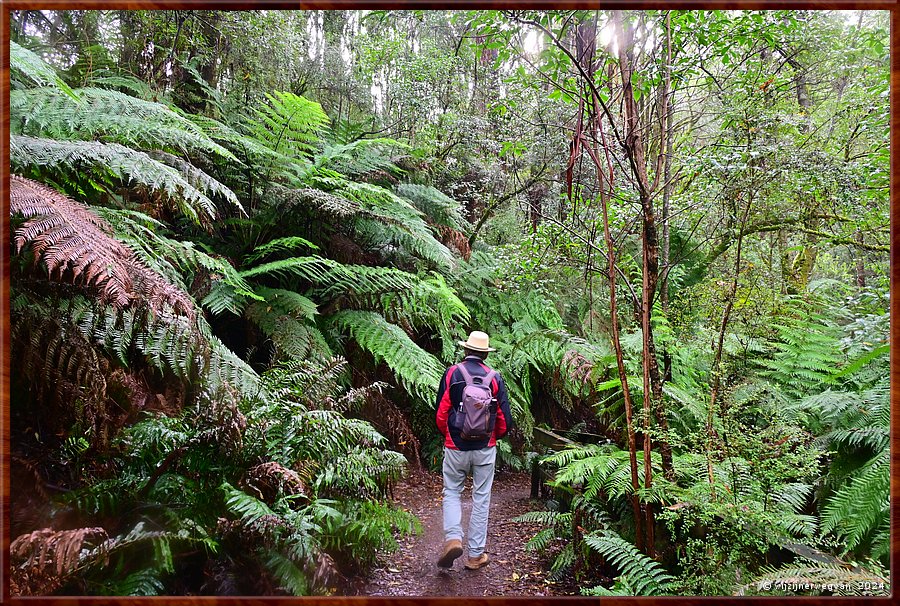 

Great Otway National Park 
Melba Gully
Madsen's Track  -  29/48