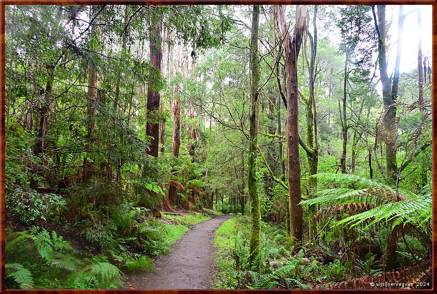 

Great Otway National Park 
Melba Gully
Madsen's Track  -  30/48