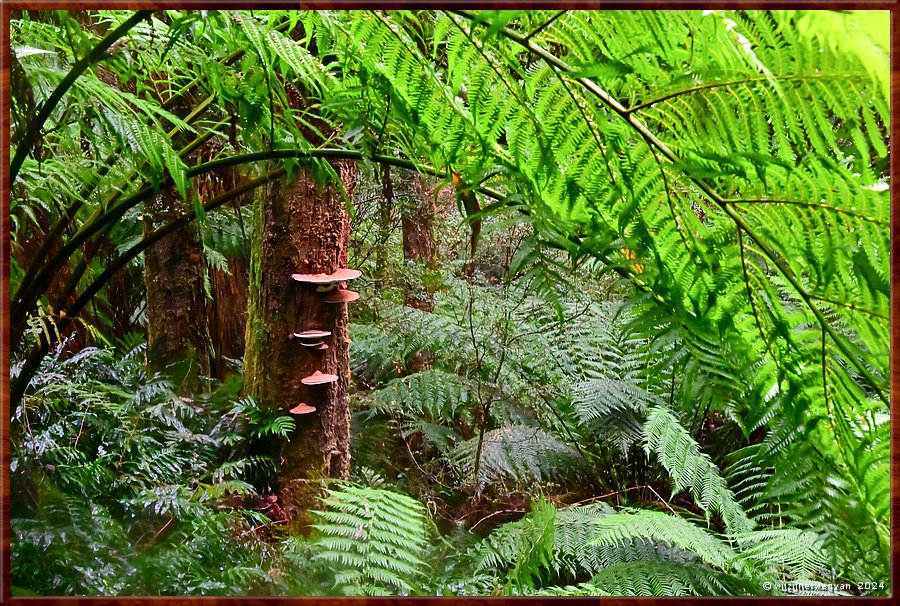 

Great Otway National Park 
Melba Gully
Madsen's Track  -  31/48