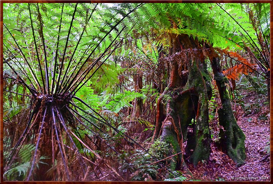 

Great Otway National Park 
Melba Gully
Madsen's Track  -  33/48