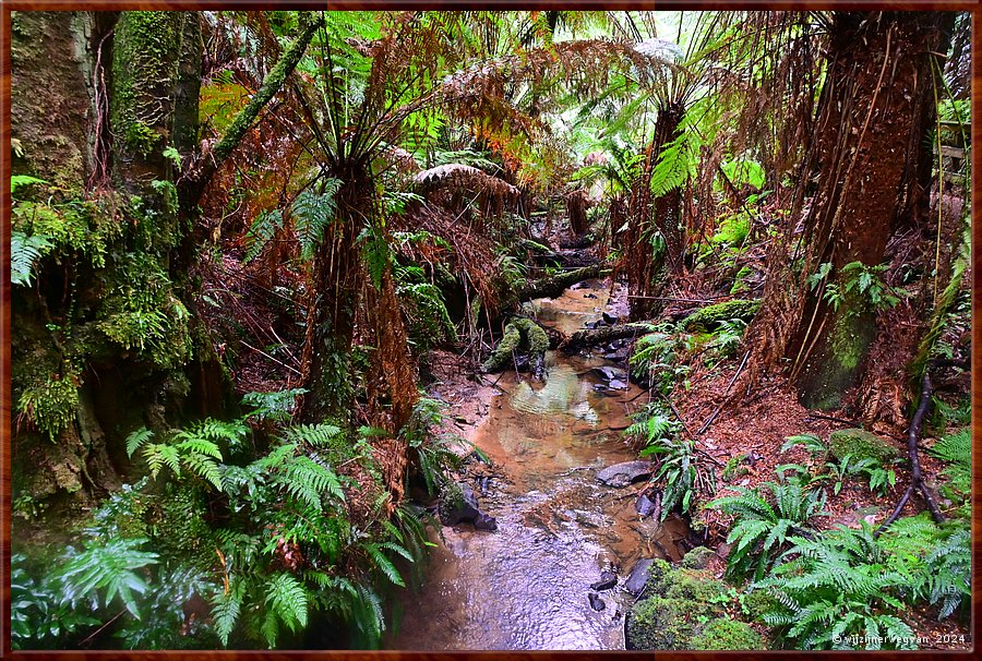 

Great Otway National Park 
Melba Gully
Madsen's Track  -  34/48