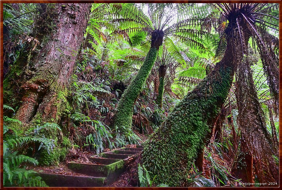 

Great Otway National Park 
Melba Gully, Madsen's Track 
Anne's Cascade  -  36/48