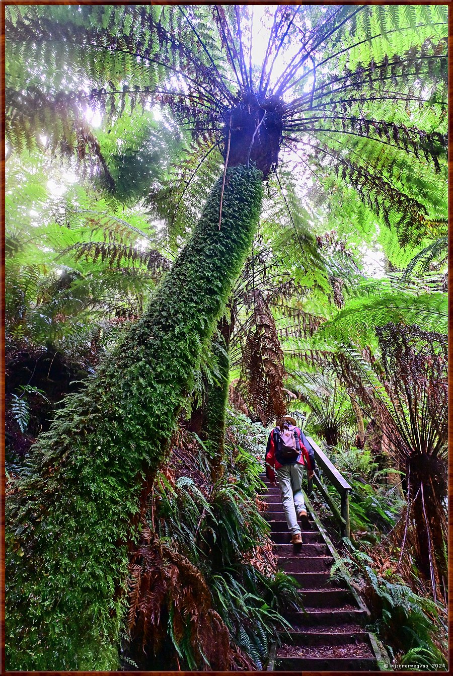 

Great Otway National Park 
Melba Gully, Madsen's Track 
Anne's Cascade  -  37/48