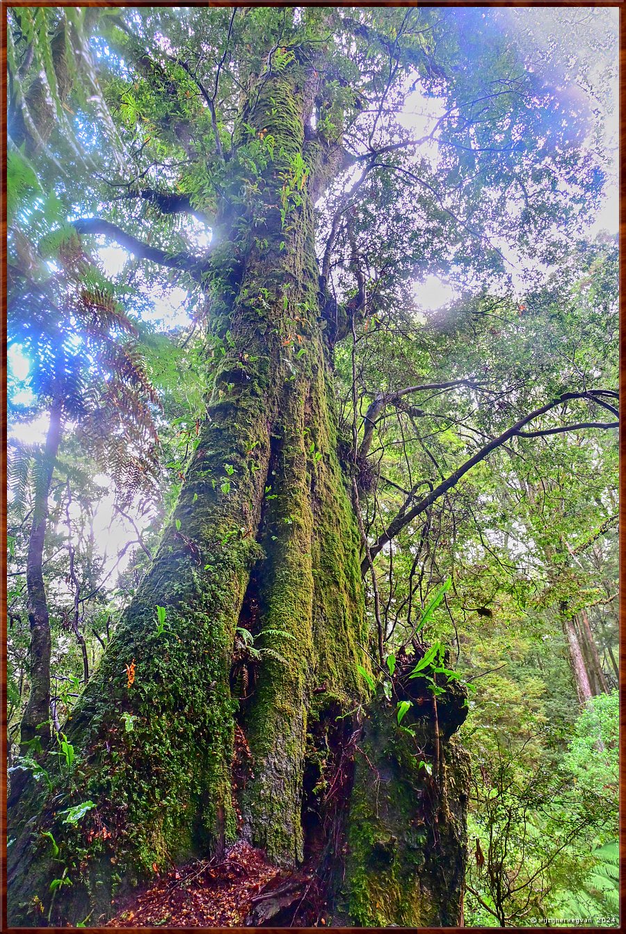 

Great Otway National Park 
Melba Gully
Madsen's Track  -  38/48