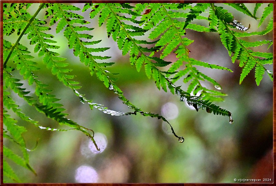 

Great Otway National Park 
Melba Gully
Madsen's Track  -  39/48