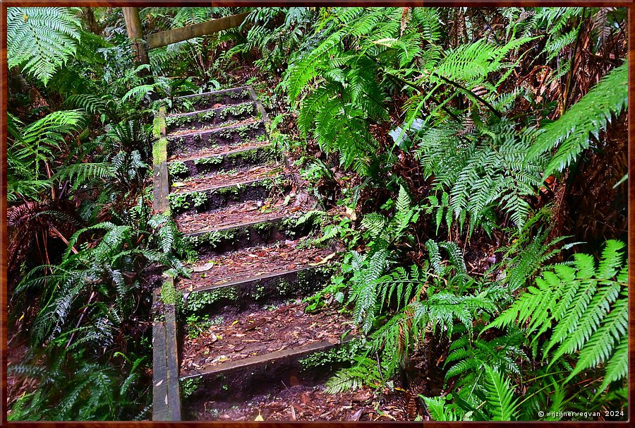 

Great Otway National Park 
Melba Gully
Madsen's Track  -  40/48