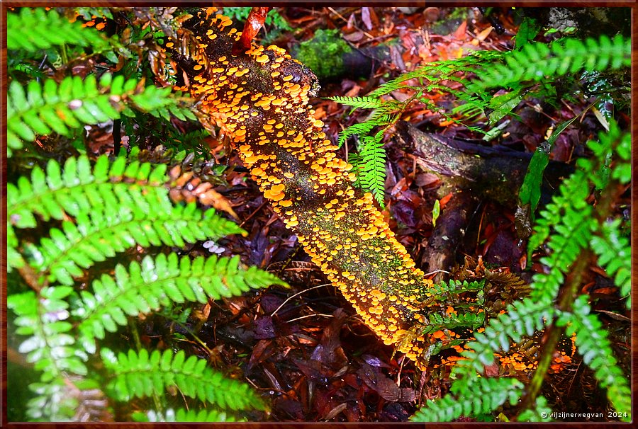 

Great Otway National Park 
Melba Gully
Madsen's Track  -  41/48