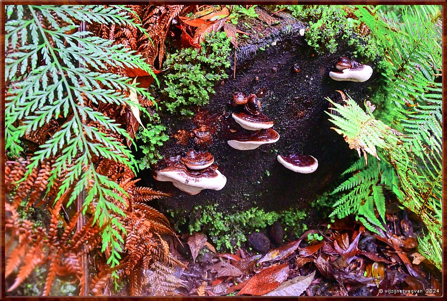 

Great Otway National Park 
Melba Gully
Madsen's Track  -  42/48