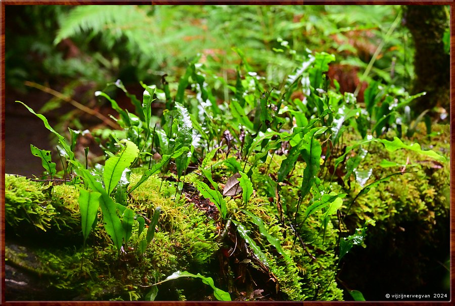 

Great Otway National Park 
Melba Gully
Madsen's Track  -  43/48