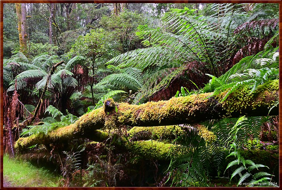 

Great Otway National Park 
Melba Gully
Madsen's Track  -  44/48