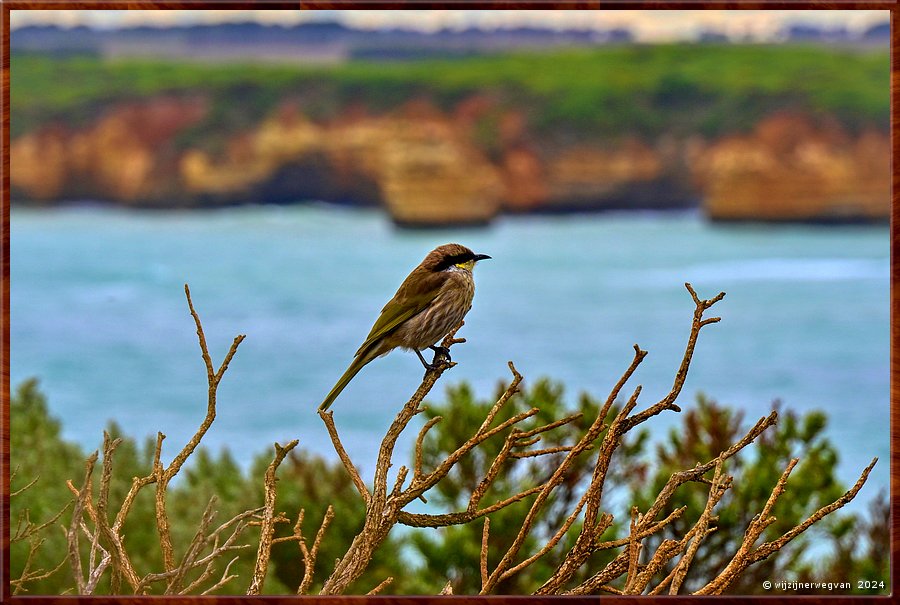 

Bay of Islands Coastal Park 
Bay of Islands
Singing honey-eater (fluithoningeter)
Deze vogel zingt al vroeg. Zijn lied varieert 
naar gelang de plaats waar hij woont.  -  16/39