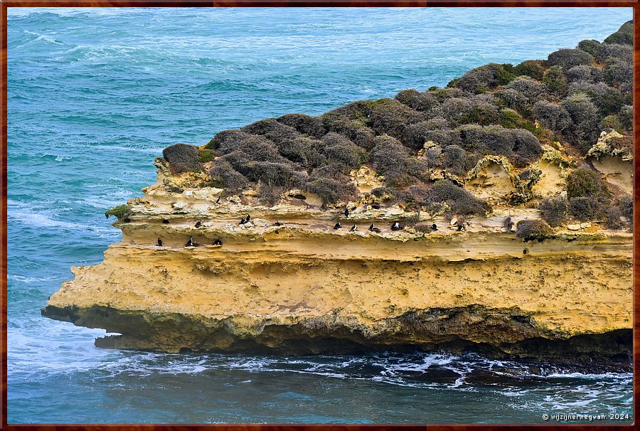 

Bay of Islands Coastal Park 
Bonte Aalscholvers (pied cormorants)  -  19/39